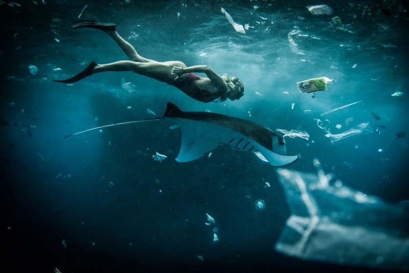 plastic ocean snorkeler with ray