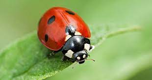 ladybug