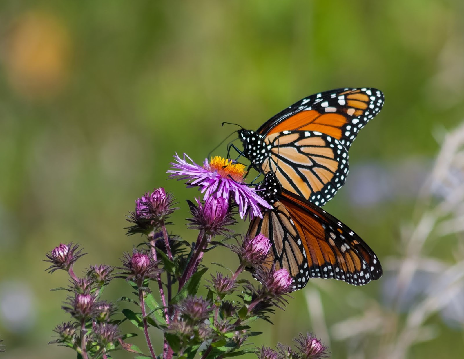 butterflies