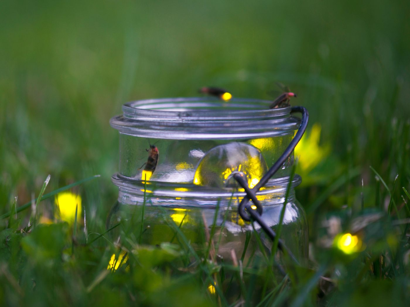 Firefly_iStock_503073323.7