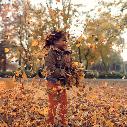 fall leaves