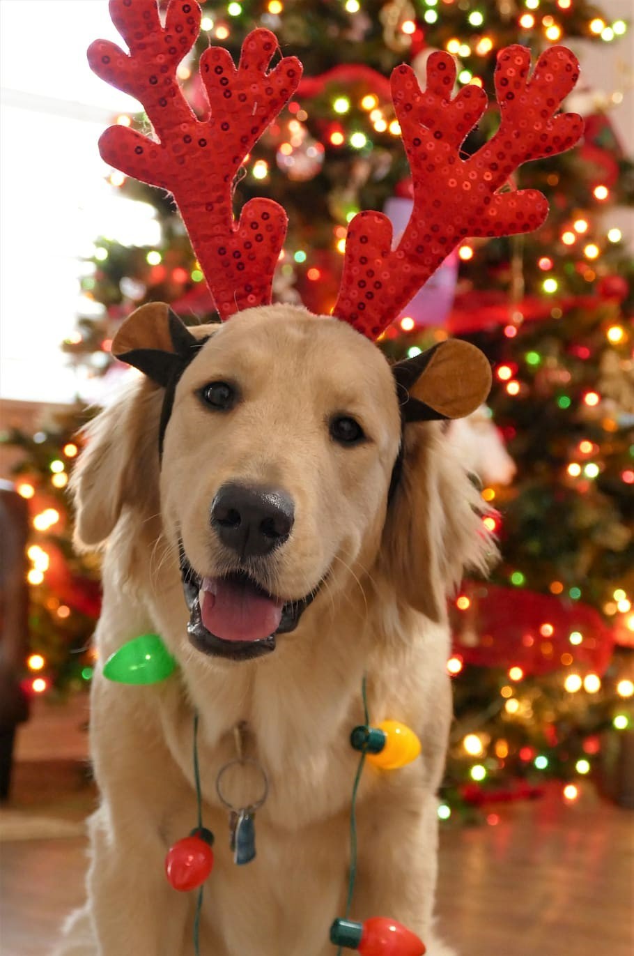 christmas dog (2)