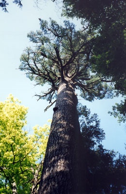 Large Tree