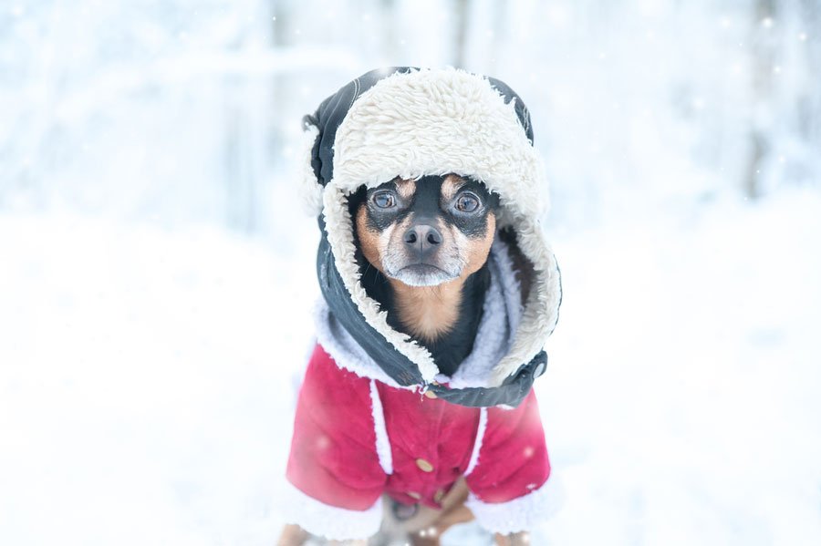 dog in a hat