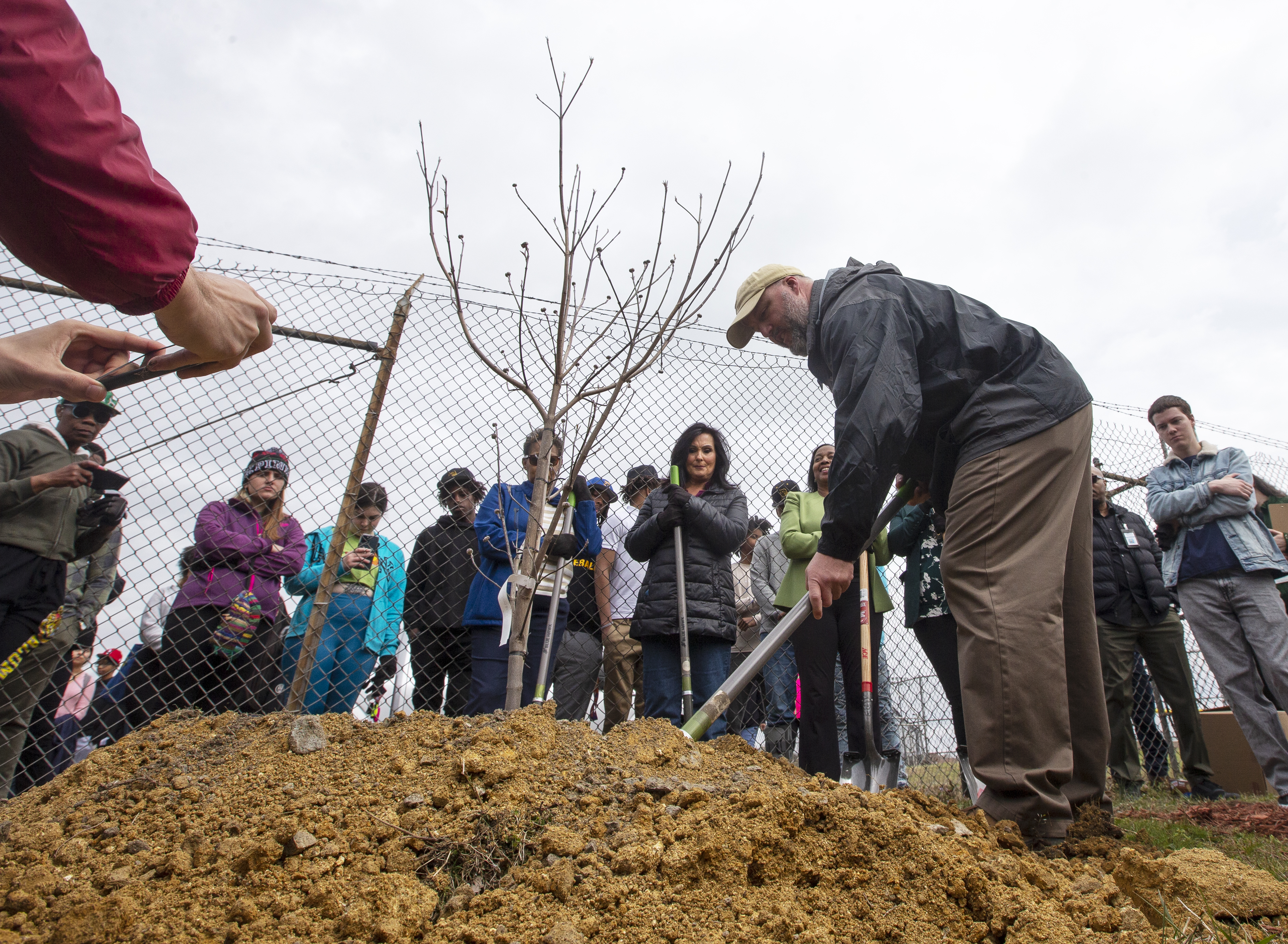 man using shovel to plant tree