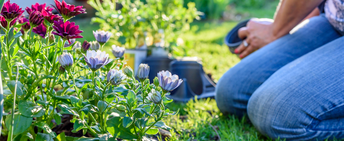 Plants and mulching