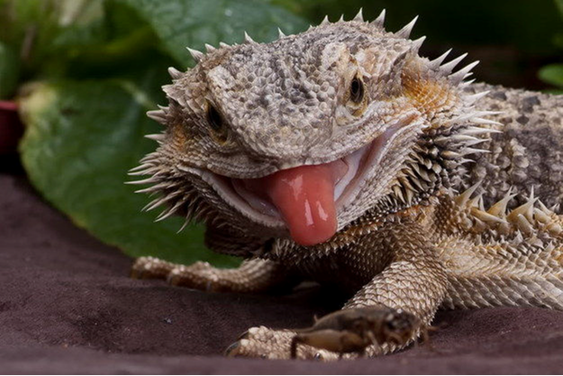 bearded dragon